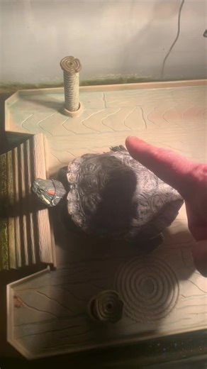 Basking and Pets …the life of a turtle. #turtles #turtle #redearedslider