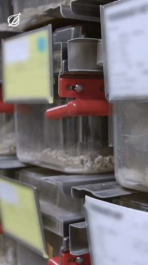 Scientists Teach Mice to Hate Women: Groundbreaking Study at Drexel University