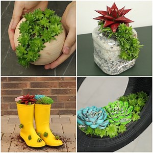 Amazing succulent DIY ideas | MetDaan Corner