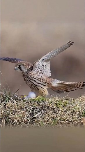 🦅ఈ పక్షి గాలి లేకపోయినా ఎగురుతుంది! unbelievable flying bird 😱 | common kestrel
