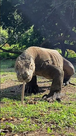 Differences between Komodo dragons and monitor lizards