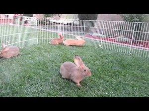 2 Month Old Baby Flemish Giant Doing Binkies!