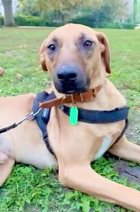 6.2K views · 1.4K reactions | Palko  Are you a patient and kind...