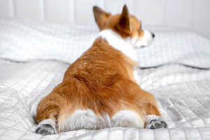 7 Reasons Why Corgis Sploot (With Facts, Pictures & FAQs)
