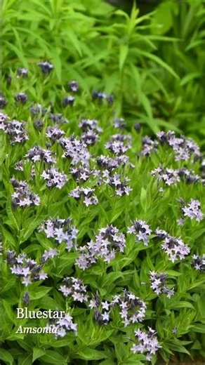 Plant Three Seasons of Splendor with Amsonia (Bluestar)!
