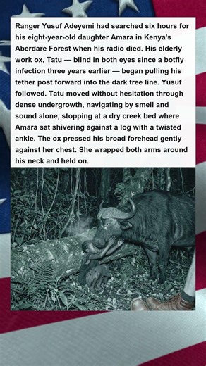 Blind Ox Finds Rangers Lost Daughter.