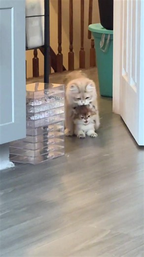 Cat's first time being a mum#cat #cats #catsoftiktok #catlover #fyp | cat