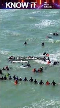 What is Herd Mentality?