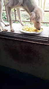 50 reactions · 24 comments | Sheri babu ke biriyani khaiye hat korar bifol prochesta | Shampa Mukherjee | Facebook