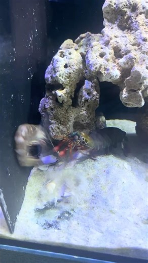 Shrimp Vs Mantis Shrimp in a Tank