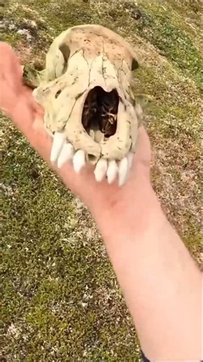 FINDING FOSSILS on a REMOTE BEACH 🦴🌊 #camp #hunting #treasurehunt #outdoors