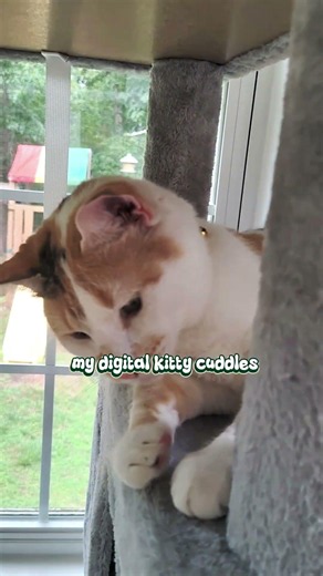 If you're having a hard day... I'm here for you 🐱 #cute #calicocat #calico #funny