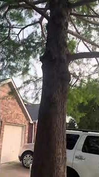 Facts About Bald Cypress Trees