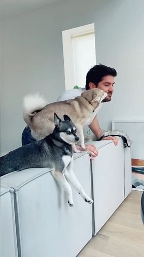 Tried my dogs' favorite hobby: barking at air 😅 | Life With Klee Kai