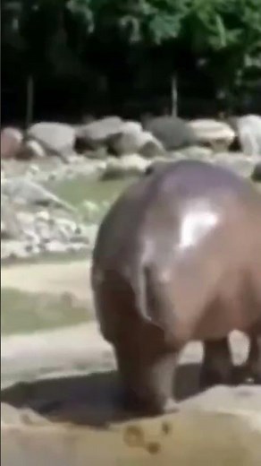 LE PLUS LONG PROUT DU MONDE PAR UN HIPPOPOTAME ( vidéo drôle 🤣🤣🤣)