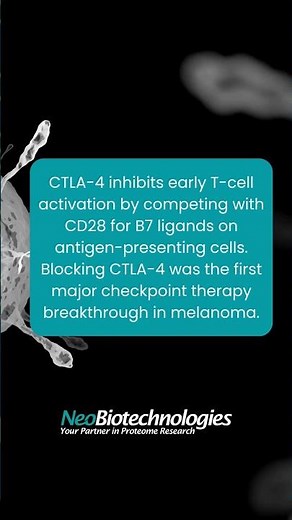 CTLA-4 regulates early T-cell activation by competing with CD28 for B7 ligands. Blocking CTLA-4 was
