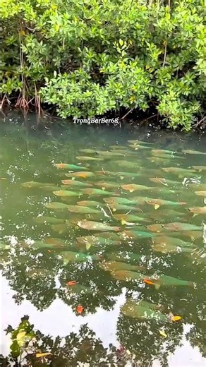 INTERESTING SCENE OF FISH SWIMMING IN THE POND