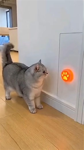The Cat Pressed the Sensor… But a HUSKY Head Jumped Out! 😳🐱🐶💥#short #viralvideo #funny
