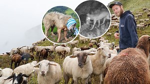 Herdenschutzhund hat nach Angriff eines Wolfes grosse Verletzungen