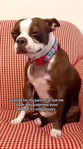 Roses are red. Silence is loud. | BarkBox
