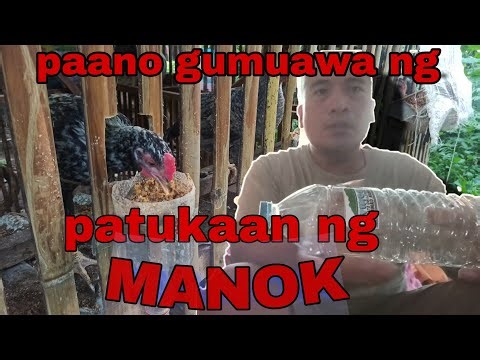 PAANO GUMAWA NG PATUKAAN NG MANOK