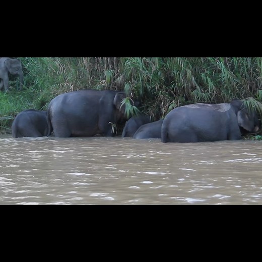 1.2K views · 32 reactions | The Pygmy Elephant, one of the iconic...