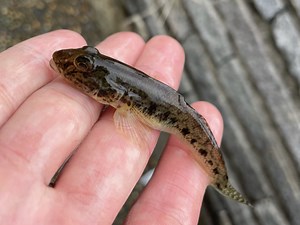 1番簡単なハゼ釣りの仕掛け紹介。最強の餌はホタテで決まり。 | FISHING-FISHING