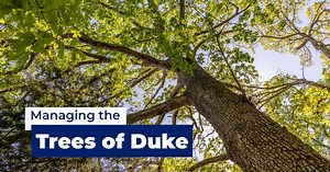 Duke’s Oldest Trees: Witnesses to a Century of History | Duke Today