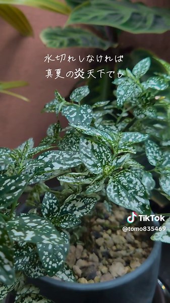 ヒポエステスの育て方と種類