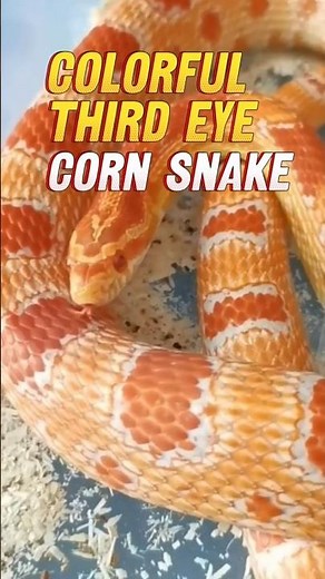 Why the Third Eye Corn Snake is One of the Most Unique Morphs!