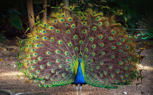 Understanding the Beautiful Yet Strategic Art of Peacock Courtship