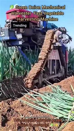🥬 Green Onion Mechanical Harvester | Fast Vegetable Harvesting Machine