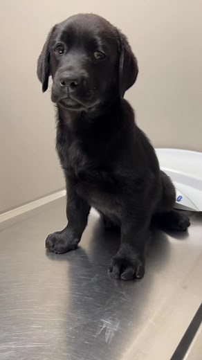 Looking for a Loving Home: Adopt a Black Labrador Puppy Today!