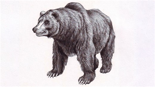 Easy grizzly bear drawing tutorial: From basic shapes to detailed art