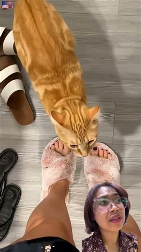 Tingkah kucing marah #shortvideo #cutecats #kucinglucu #funnycats