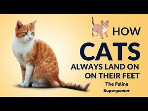 How Cats Always Land on Their Feet? The Feline Righting Reflex Explained!