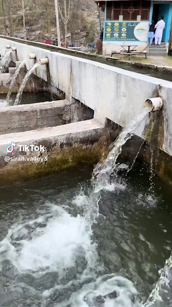 Trout fish farm #nature #love #naralban #learnontiktok #like #follow