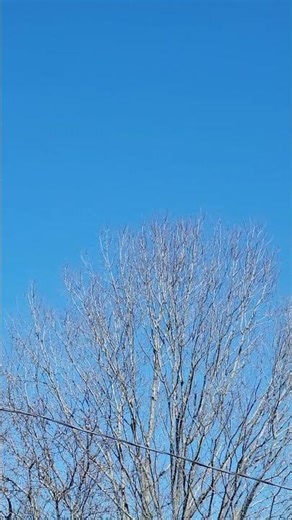 Blue Jays And Rooster And Hawk ARE VERY EXCITED FOR THIS YES!!!!!!!!!!