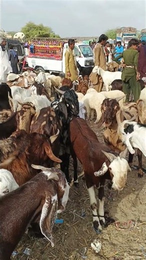 مزرعة ماعز جميلة تضم صغارًا وكبارًا 🐐🌿#goat#desert #shorts