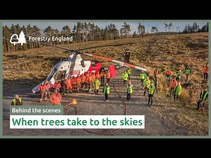 When trees take to the sky | Helicopter felling in Whinlatter Forest