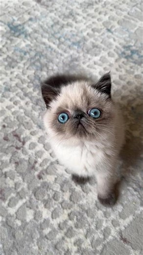 #colorpoint #bluepoint #exoticshorthair