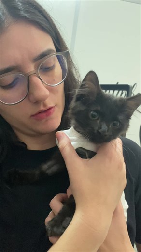 A Shoyu está cada dia melhor! Hoje fizemos a primeira visita, depois da cirurgia. O coração estava apertado, mas as primeiras 48 horas eram cruciais para a recuperação dela e ficar muito agitada poderia ser ruim. Logo, logo ela está em casa. Não vemos a hora. #fyp #cat #gato #catlover #cutecat