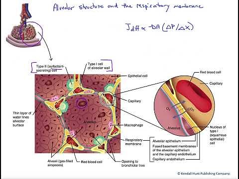 Alveolar structure and respiratory membrane