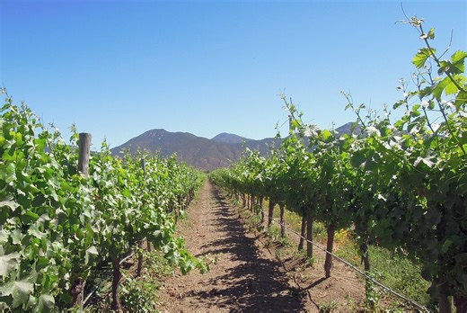 The wine supply chain in Chile: Lessons to analyse and improve regulatory compliance