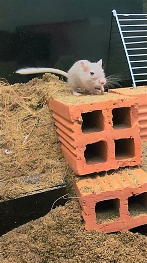 Cat TV Mice 🐭 | Mouse for Cats to Watch – Quinn Cat TV