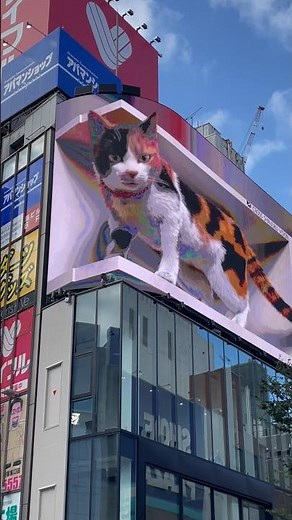 3D cat in Japan so huge!