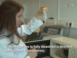 Automated time-lapse microscopy enables live cell imaging of Bacillus subtilis and Streptococcus