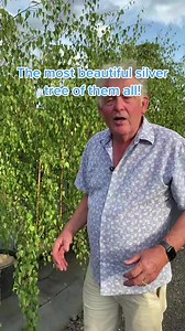 The most beautiful silver tree of them all! Silver birch - Snow white ⛄️❄️ available now on our website, link in bio 😇 #trees #melbourne #gardendesign | Hello Hello Plants & Garden Supplies