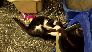 We have many cute and playful kittens available for adoption for the special adoption price of $50 for one and $75 for two! Come visit them and don't forget to vote! Please share. https://survey.fbapp.io/8greatcharities-2333993 Thank you. | Orphan Angels Cat Sanctuary and Adoption Center