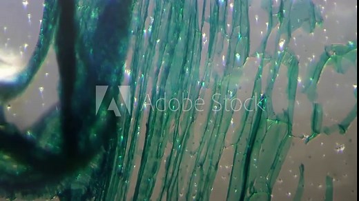 Slide of stem of cucurbita moschata under microscope magnified in 400 times and filmed with oblique lighting. View of pumpkin stalk in longitudinal section for study of structure. Biology concept